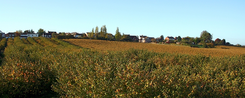 Boughton street from Dawes Road.jpg